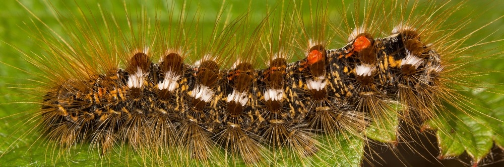 Browntail Moth Caterpillar Browntail Moth Caterpillar