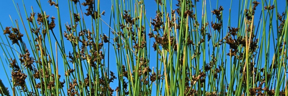 Bulrush Bulrush
