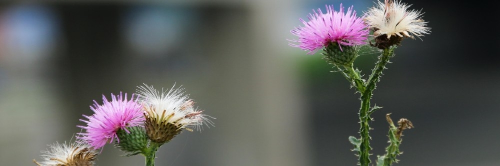 Canada Thistle Identification