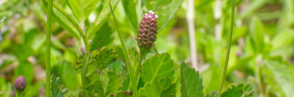 Carpetweed Carpetweed