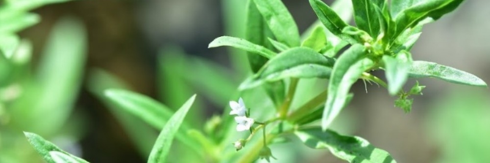 Carpetweed Carpetweed