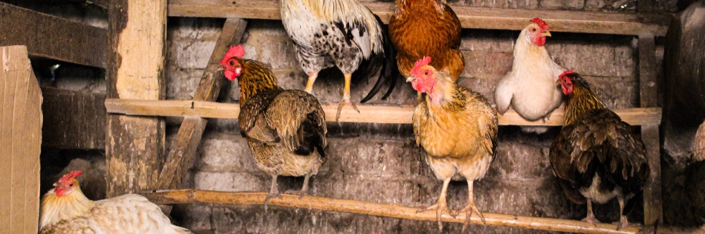 Chicken Coop Roost