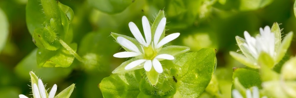 Chickweed Chickweed