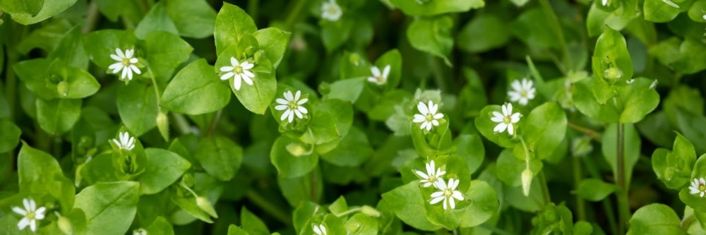 Chickweed Chickweed