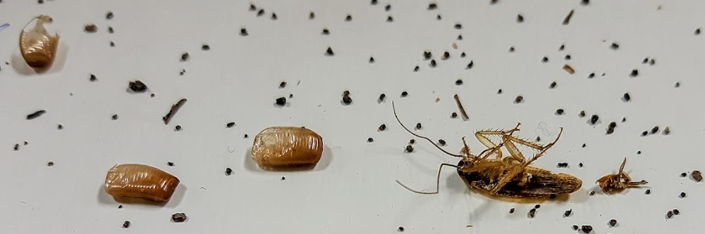 Cockroach Droppings Cockroach Droppings