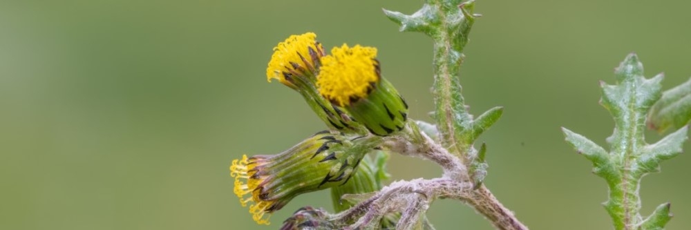 Common Groundsel Common Groundsel