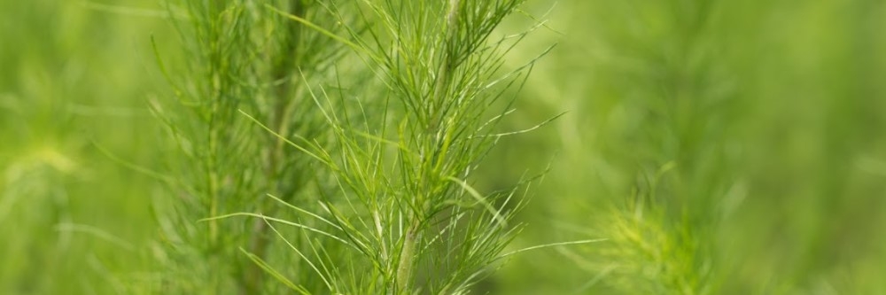 Dog Fennel Dog Fennel