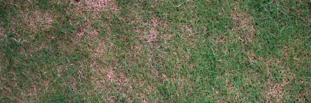Diseased Turf Diseased Turf