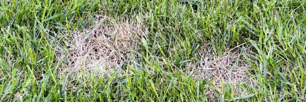 Dollar Spot Dollar Spot