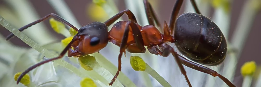 Field Ant Field Ant