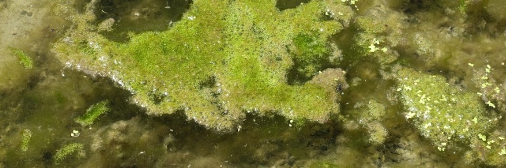 Filamentous Algae