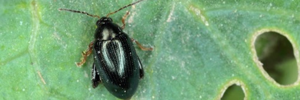 Flea Beetle Flea Beetle