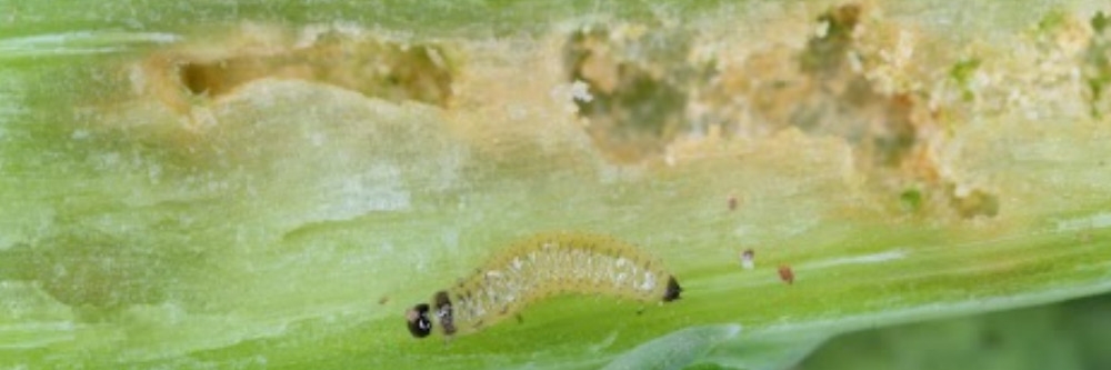 Flea Beetle Larvae Flea Beetle Larvae