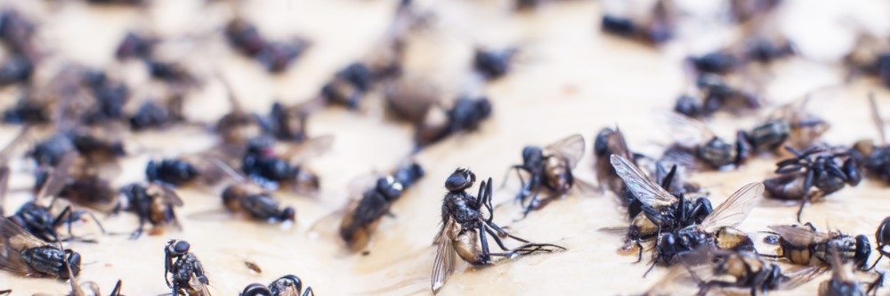 Flies on Glueboard Flies on Glueboard