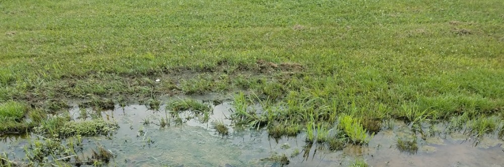 Flooded Turf