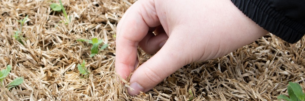 Grass Tug Test Grass Tug Test