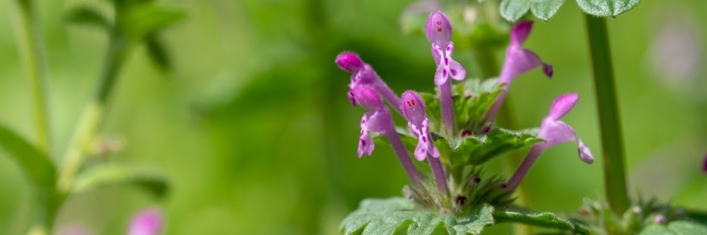 Henbit Henbit