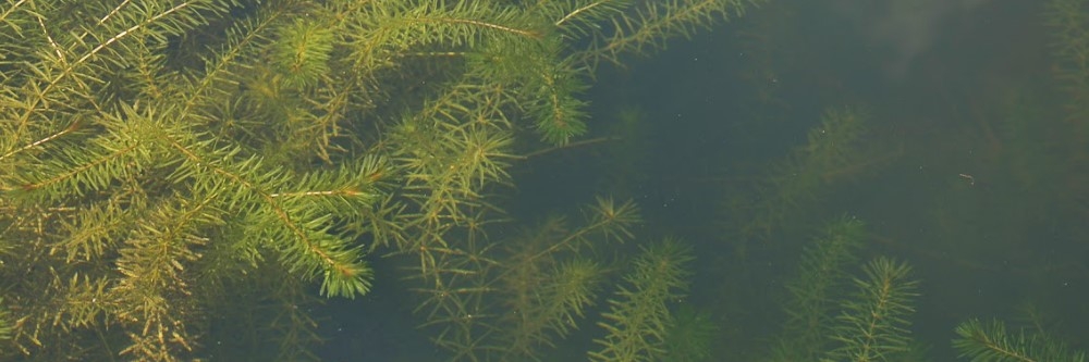 Hydrilla Hydrilla