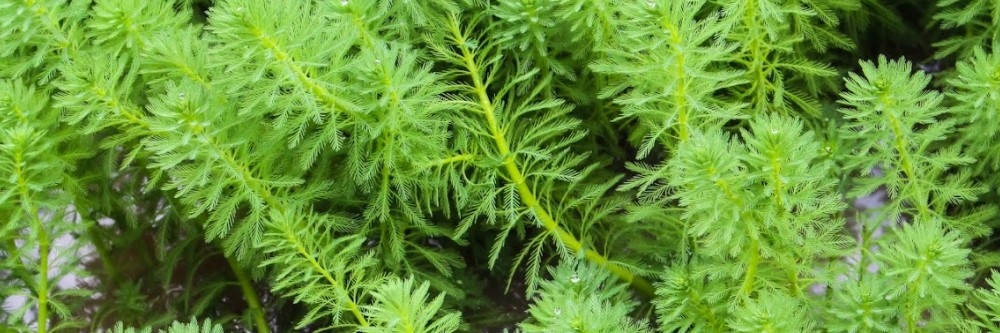 Hydrilla Hydrilla