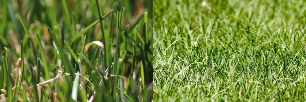Kentucky Bluegrass and Bermudagrass
