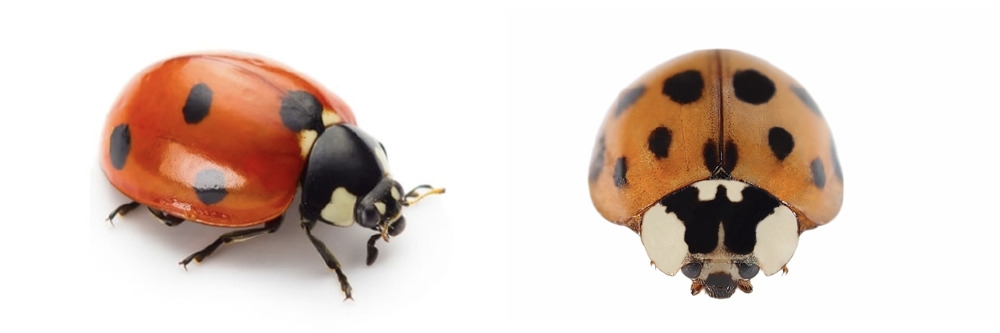 Ladybugs and Asian Lady Beetle Ladybugs and Asian Lady Beetle