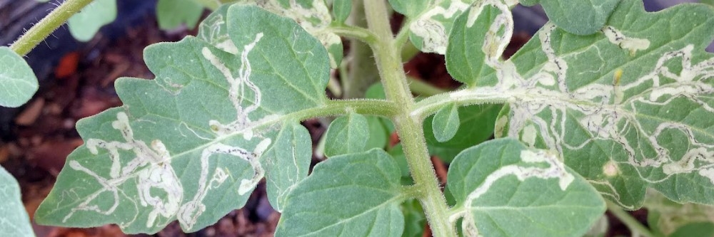 Leaf Miner