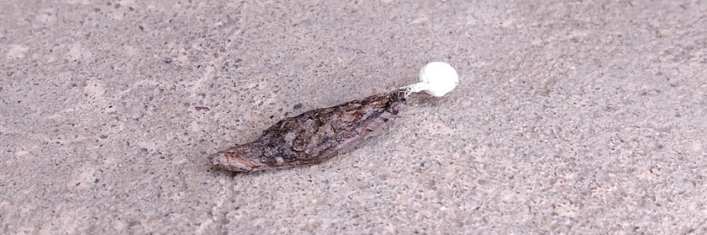 Lizard Droppings Lizard Droppings