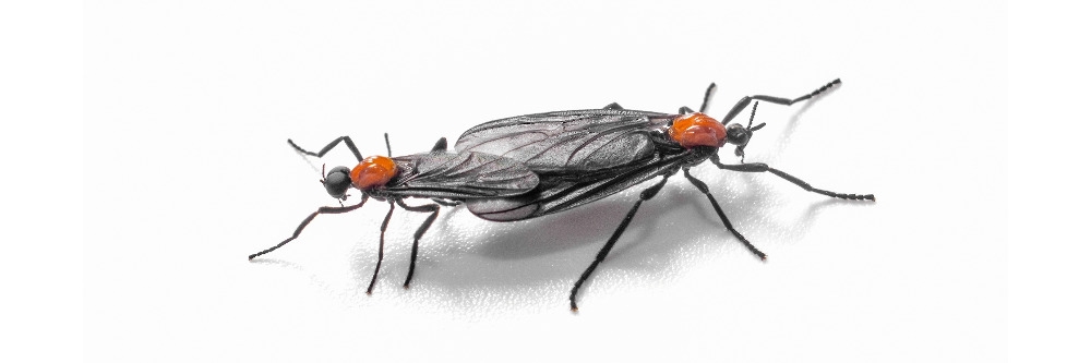 Lovebugs Mated Lovebugs Mated