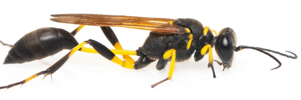 Mud Dauber Mud Dauber