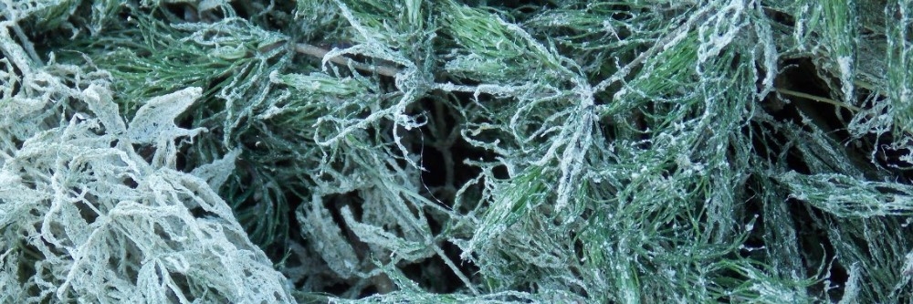 Muskgrass Muskgrass