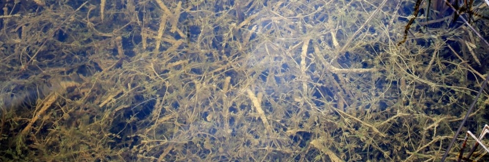 Muskgrass Muskgrass