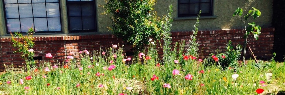 Overgrown Foliage