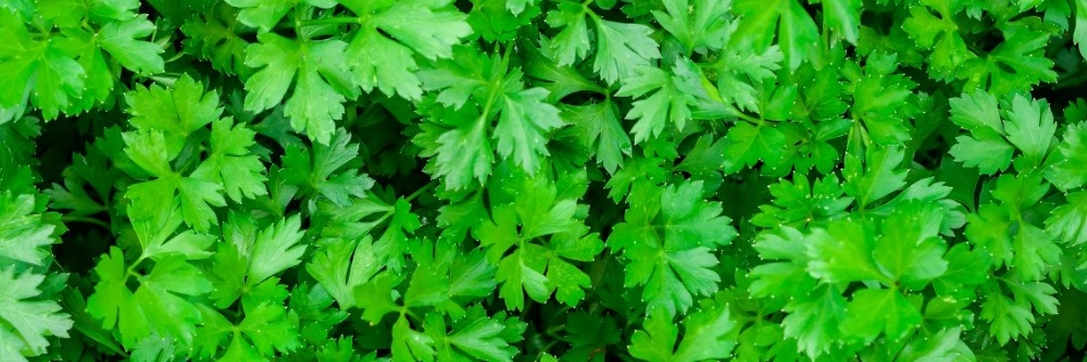 Parsley Parsley
