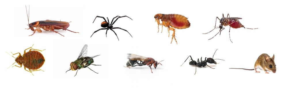 Pests various