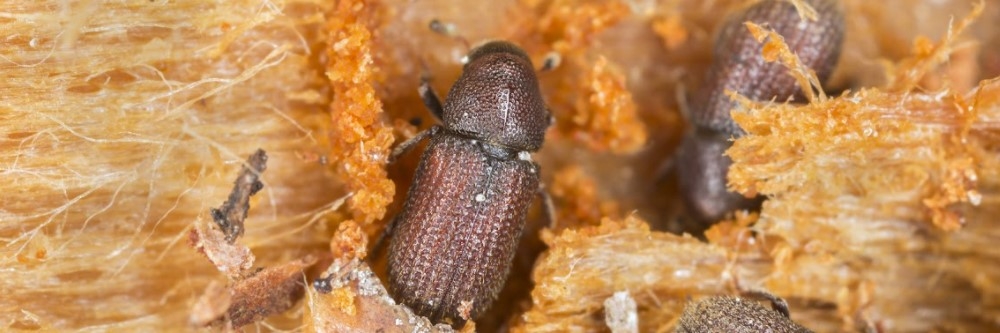 Pine Shoot Beetle Adult Pine Shoot Beetle Adult