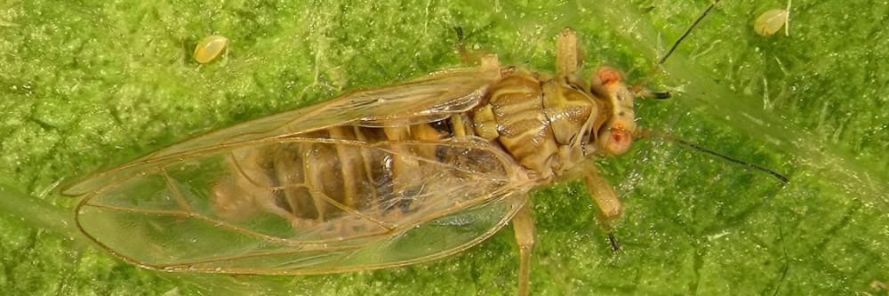 Psyllid Psyllid