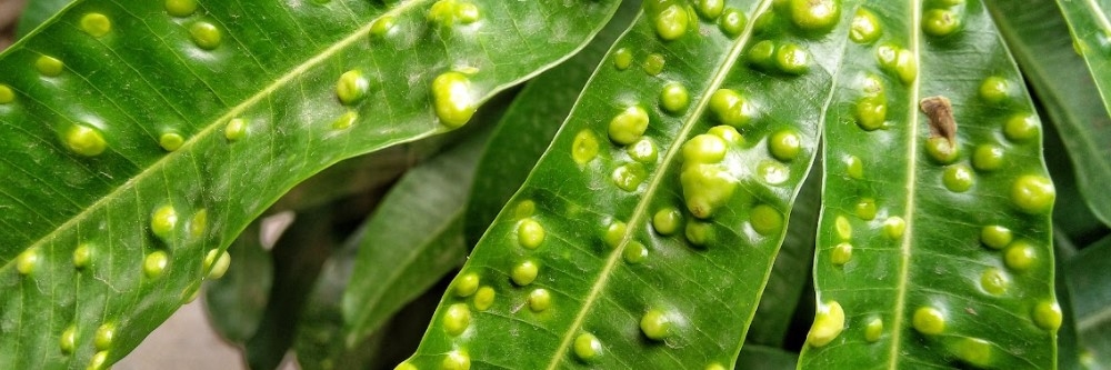 Psyllid Damage Psyllid Damage