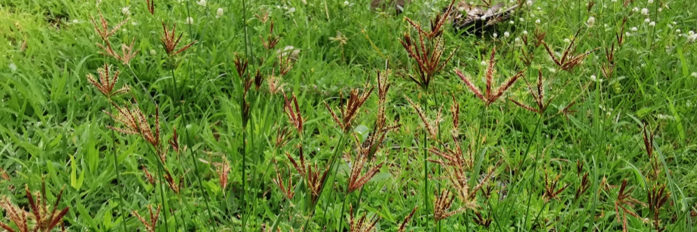Purple Nutsedge Purple Nutsedge