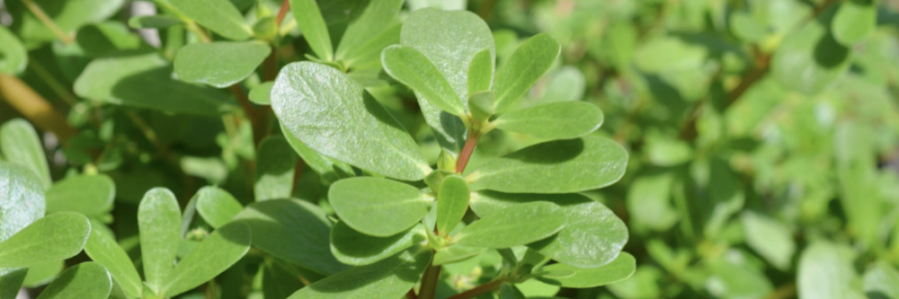 Purslane