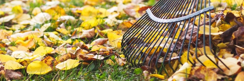 Raking Fall Leaves
