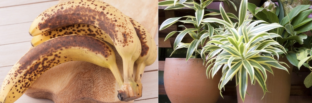 Rotten Fruit and Potted Plant