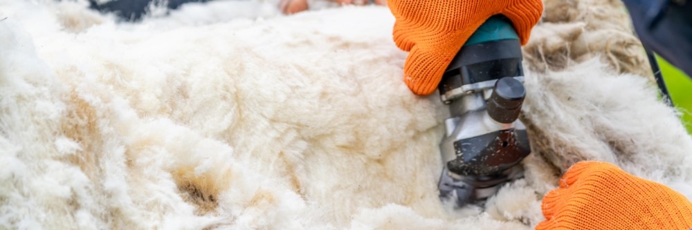 Shearing Sheep Shearing Sheep