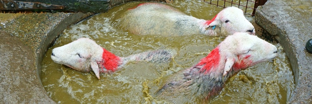 Sheep Dip Sheep Dip