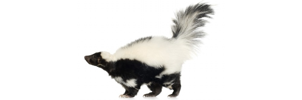 Skunk