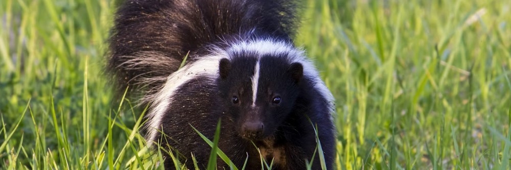 Skunk in Yard