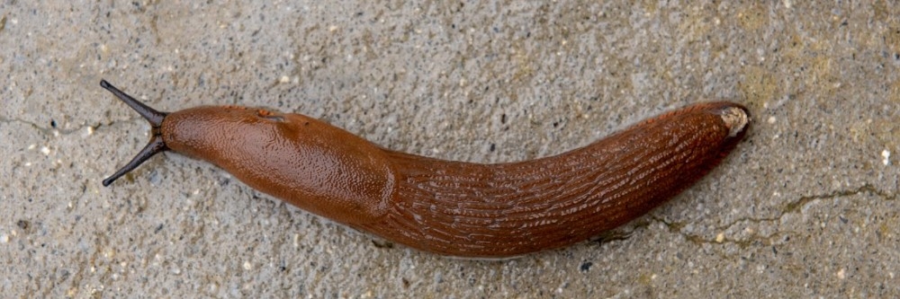 Slug