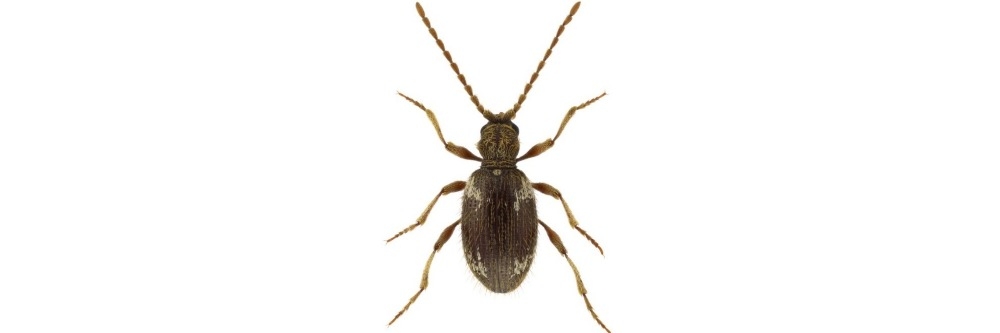 Spider Beetle Spider Beetle