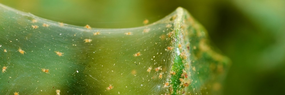 Spider Mite Web Spider Mite Web
