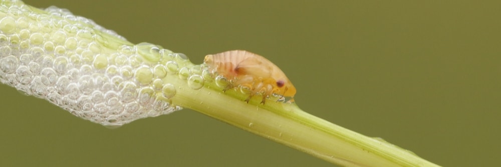 spittlebug Spittlebug up close