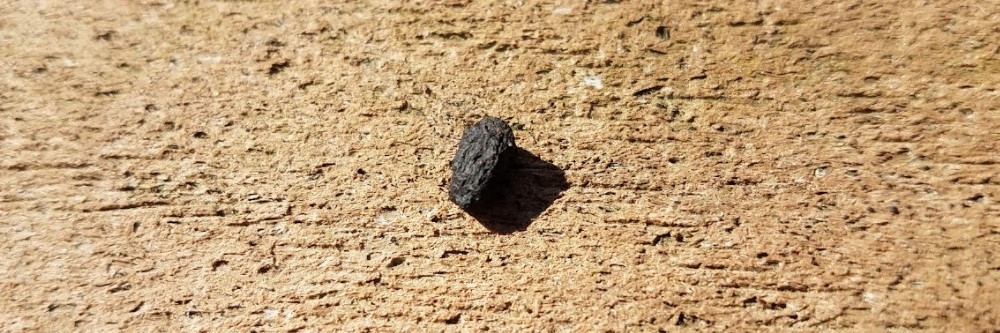 Squirrel Droppings Squirrel Droppings